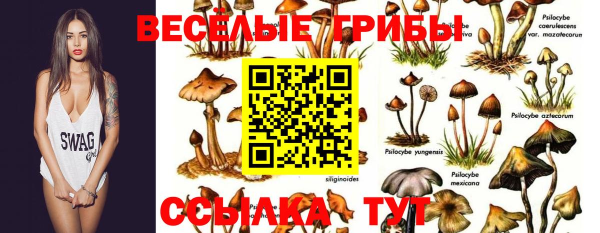 Галлюциногенные грибы Psilocybe  где продают наркотики  Нягань  Вход с VPN 